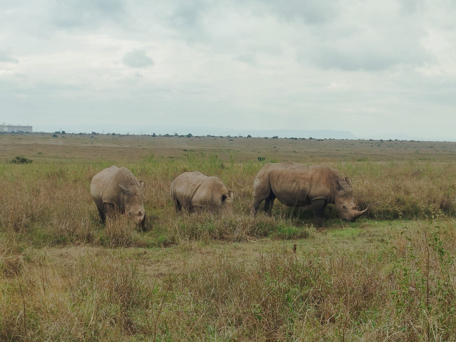 Nairobi National Park Photo